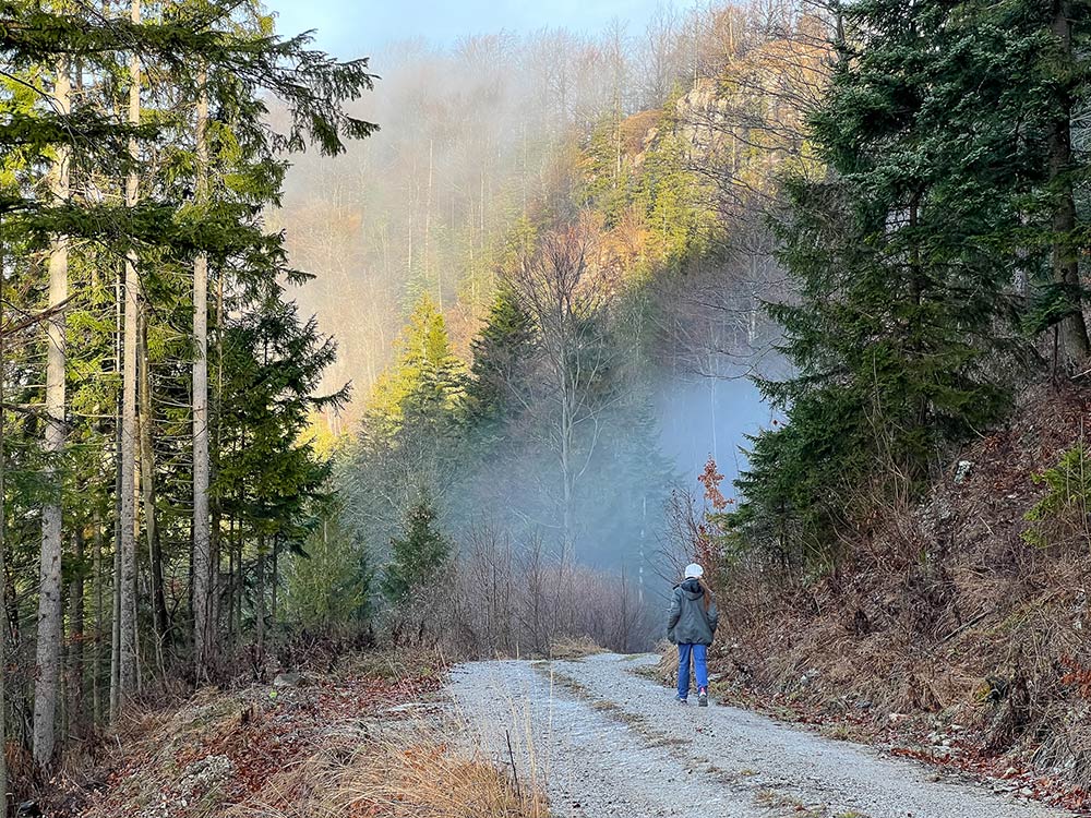 Wandern im Wald